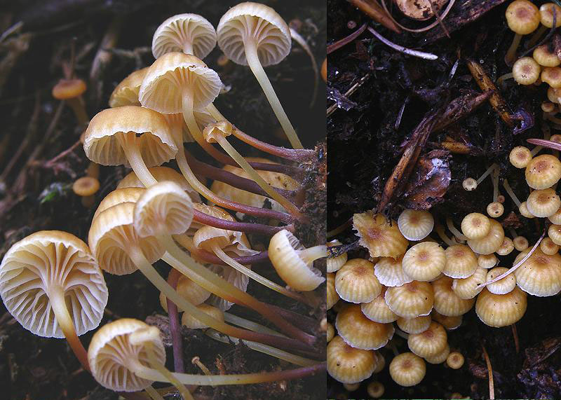 Galerina o Micena???